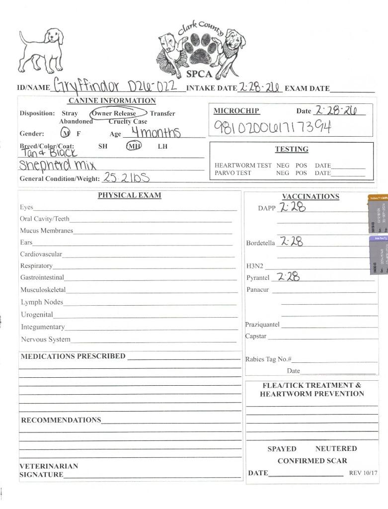 Enlarge Gryffindor, a Adoptable Shepherd in Springfield, OH image 5/6