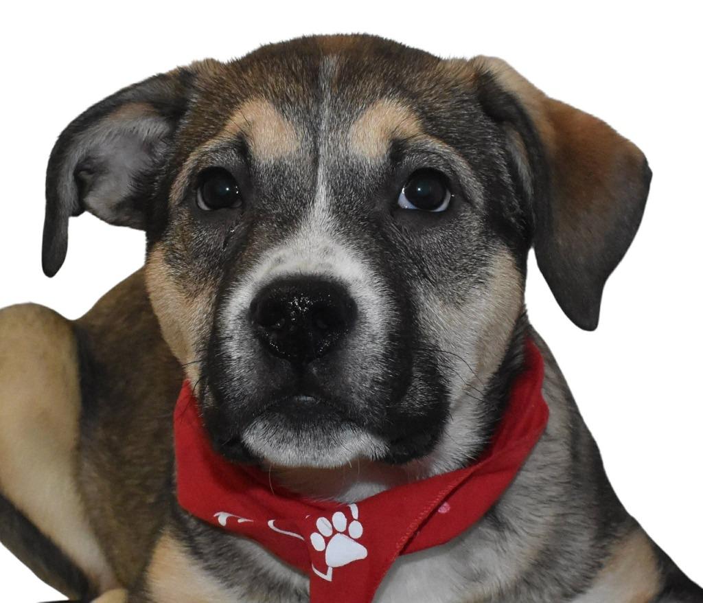 Enlarge Gryffindor, a Adoptable Shepherd in Springfield, OH image 6/6