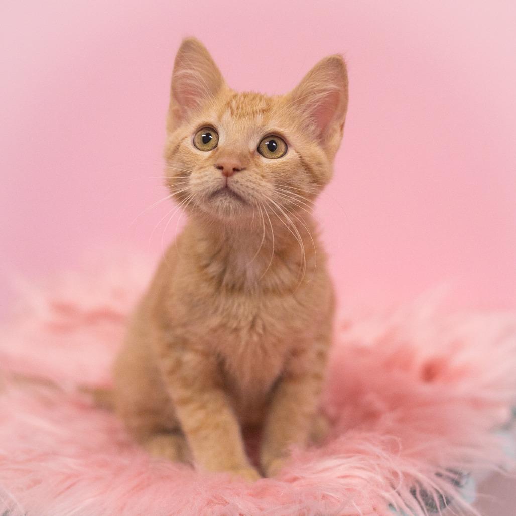 Rutherford, Adoptable, Kitten Male Domestic Short Hair.