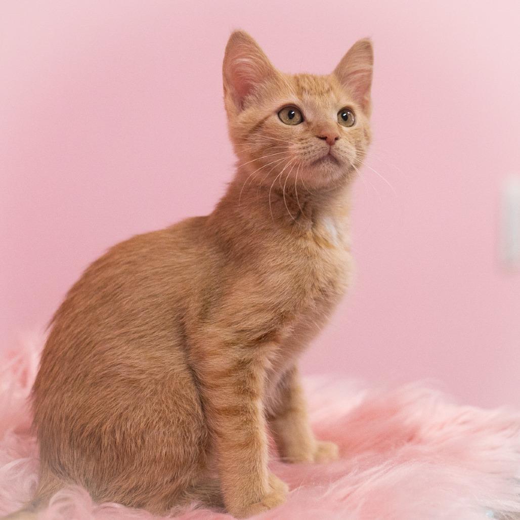 Enlarge Rutherford, a Adoptable Domestic Short Hair in Ponte Vedra, FL image 2/6