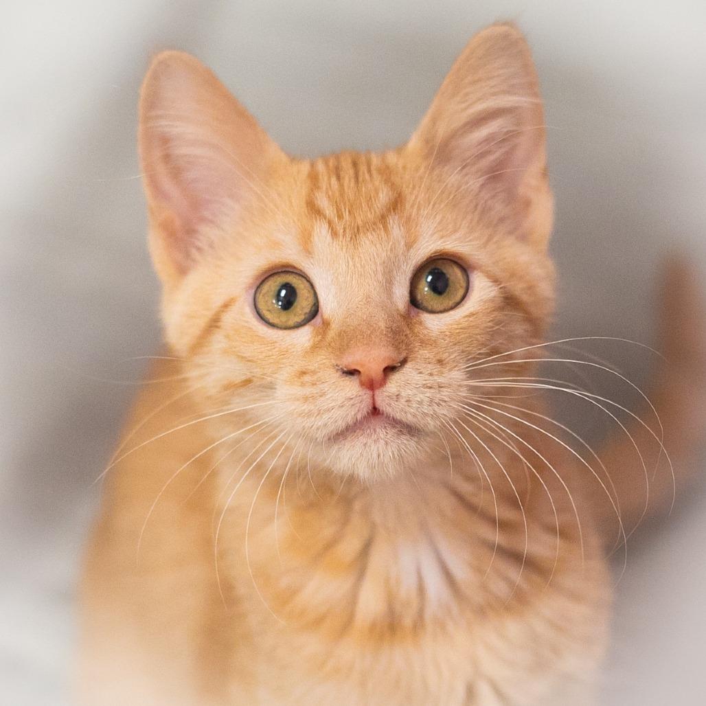 Enlarge Rutherford, a Adoptable Domestic Short Hair in Ponte Vedra, FL image 3/6