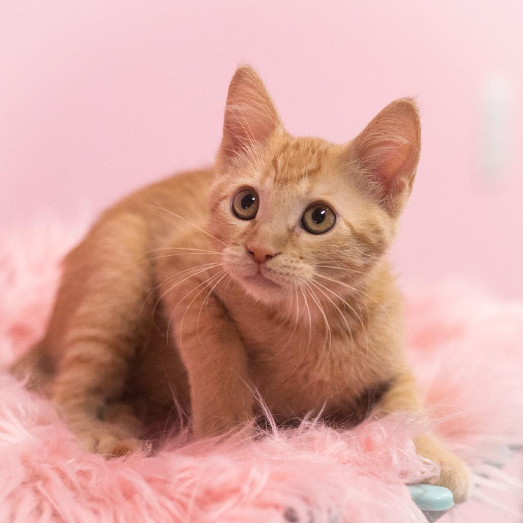Enlarge Rutherford, a Adoptable Domestic Short Hair in Ponte Vedra, FL image 4/6