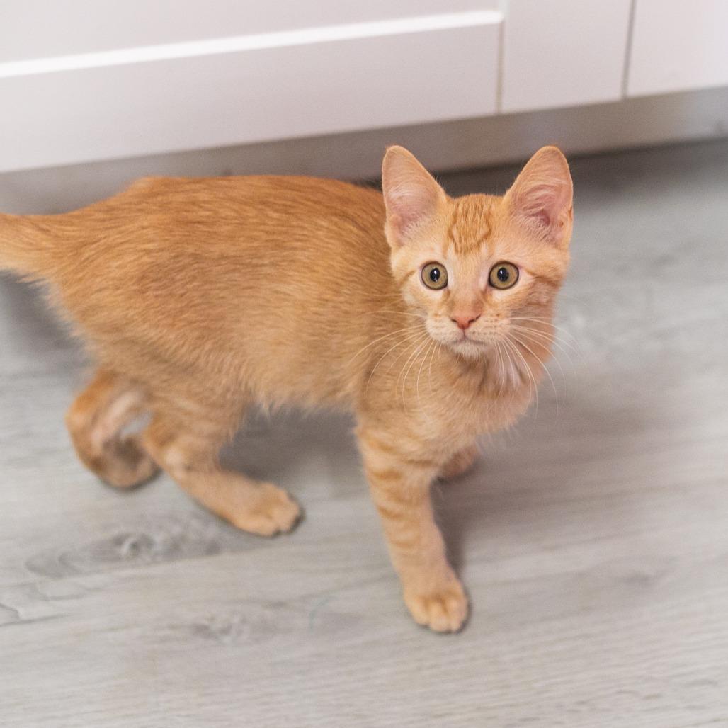 Enlarge Rutherford, a Adoptable Domestic Short Hair in Ponte Vedra, FL image 5/6