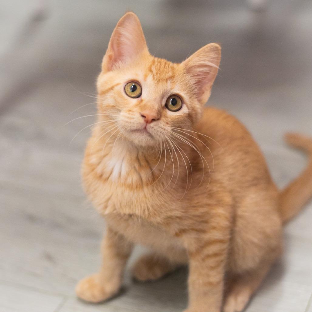Enlarge Rutherford, a Adoptable Domestic Short Hair in Ponte Vedra, FL image 6/6