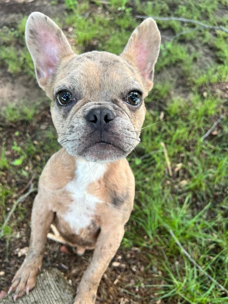 Enlarge Tater, a Adopted French Bulldog in Farmersville, TX image 1/2