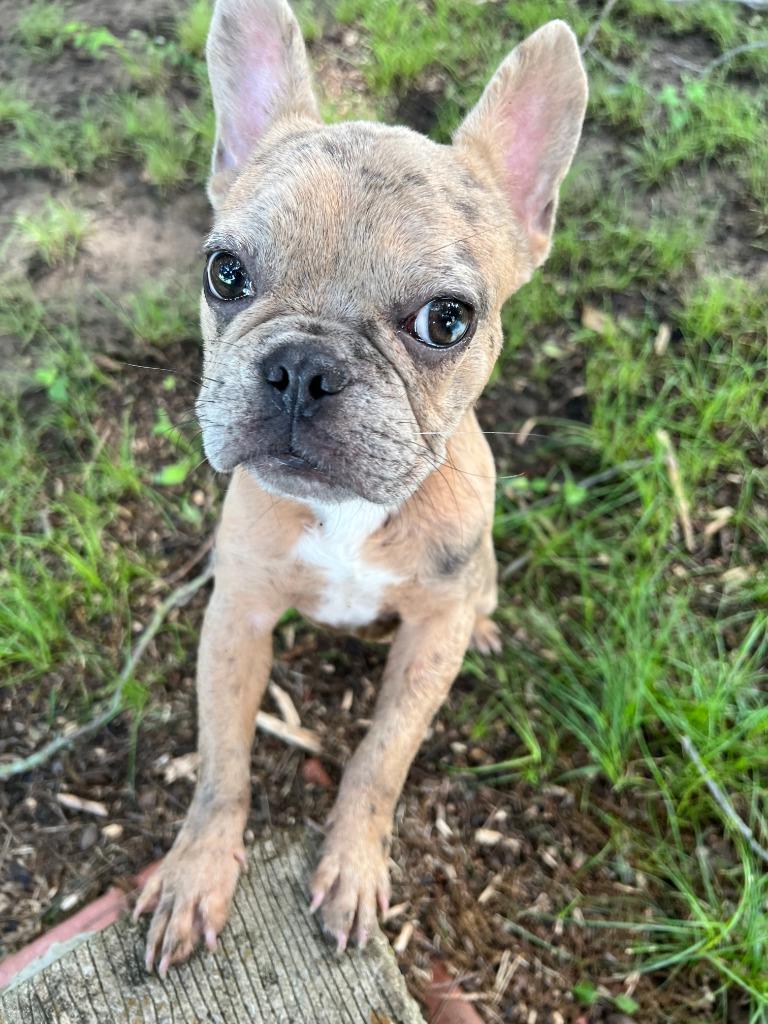 Enlarge Tater, a Adopted French Bulldog in Farmersville, TX image 2/2