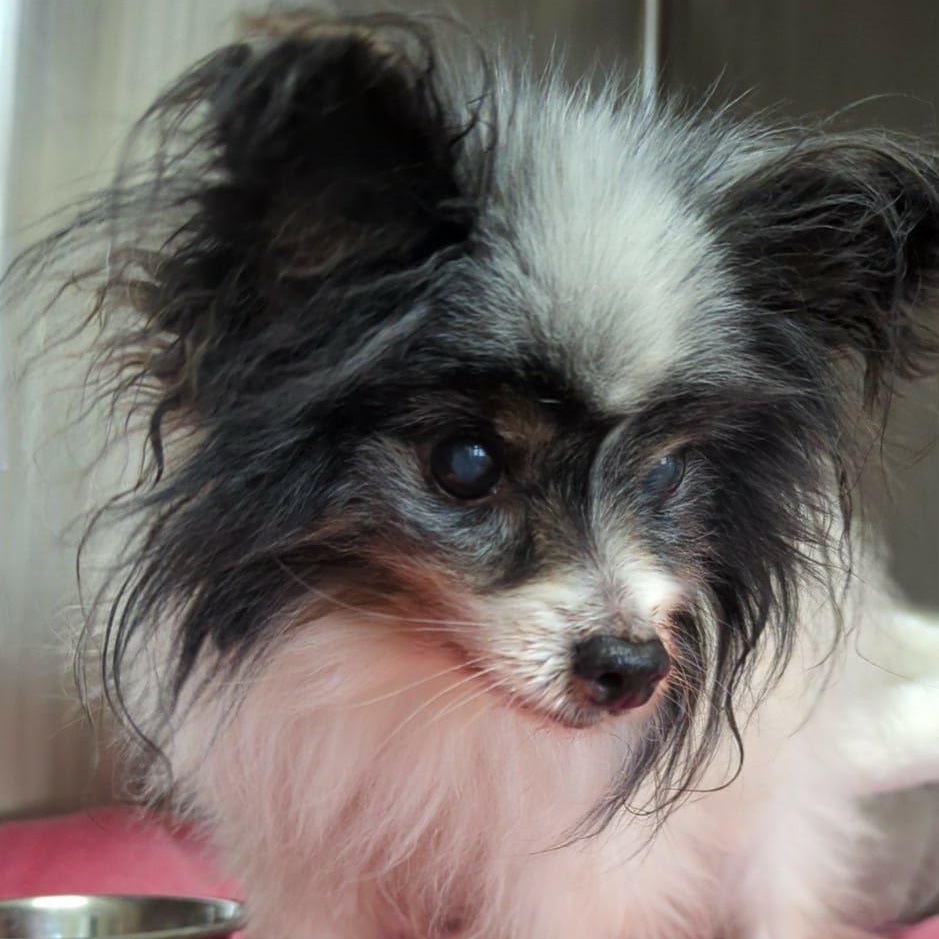 Enlarge Kip, an adopted Papillon in Rockville, MD image 1/6