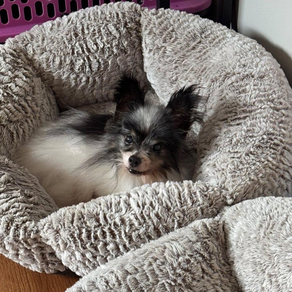 Enlarge Kip, an adopted Papillon in Rockville, MD image 5/6