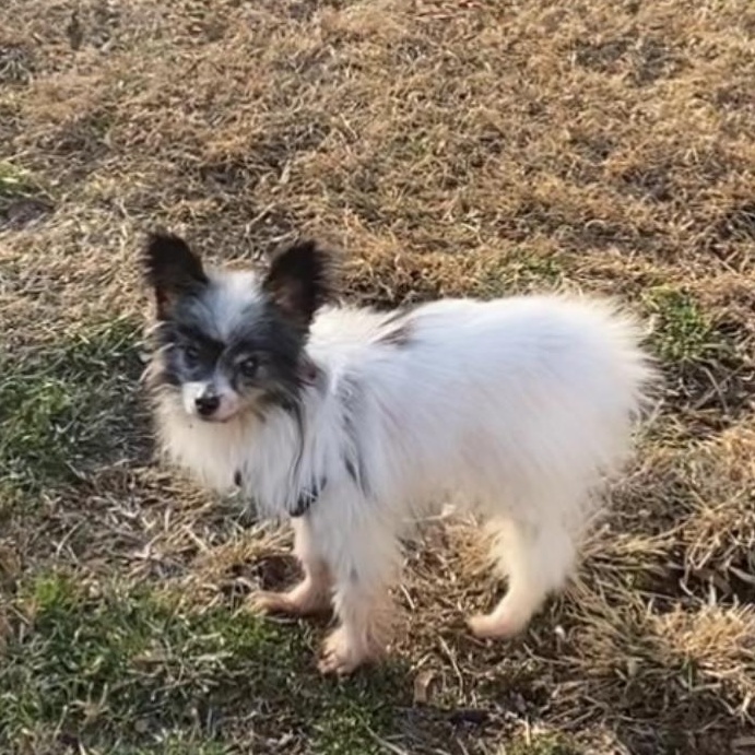 Enlarge Kip, an adopted Papillon in Rockville, MD image 3/6