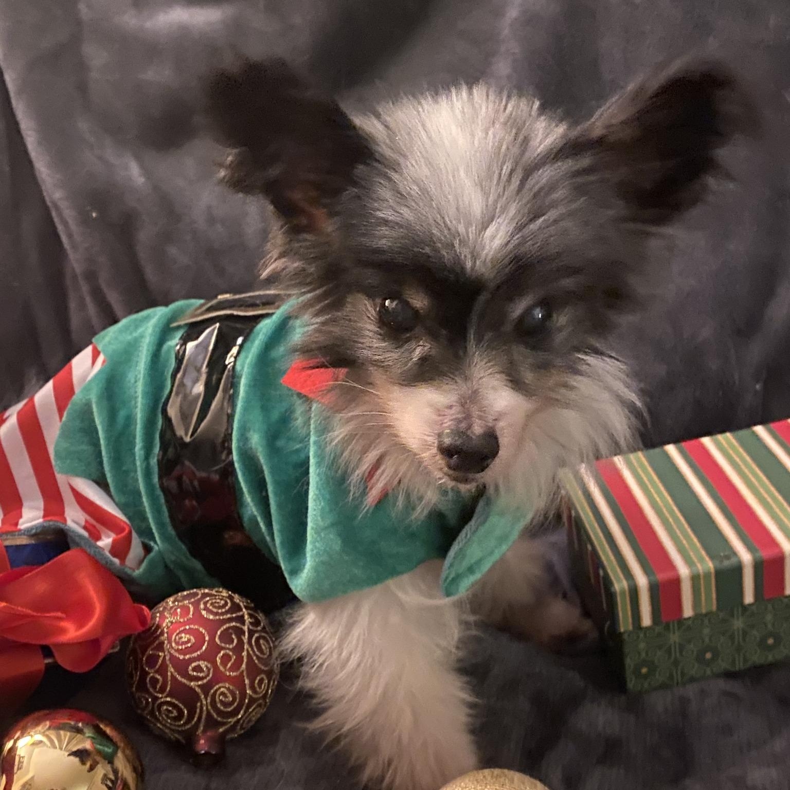 Enlarge Kip, an adopted Papillon in Rockville, MD image 4/6