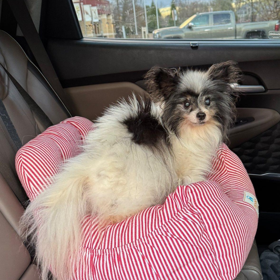 Kip, adoptable, Senior Male Papillon.