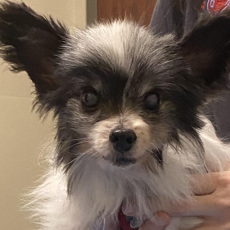 Enlarge Kip, an adopted Papillon in Rockville, MD image 6/6