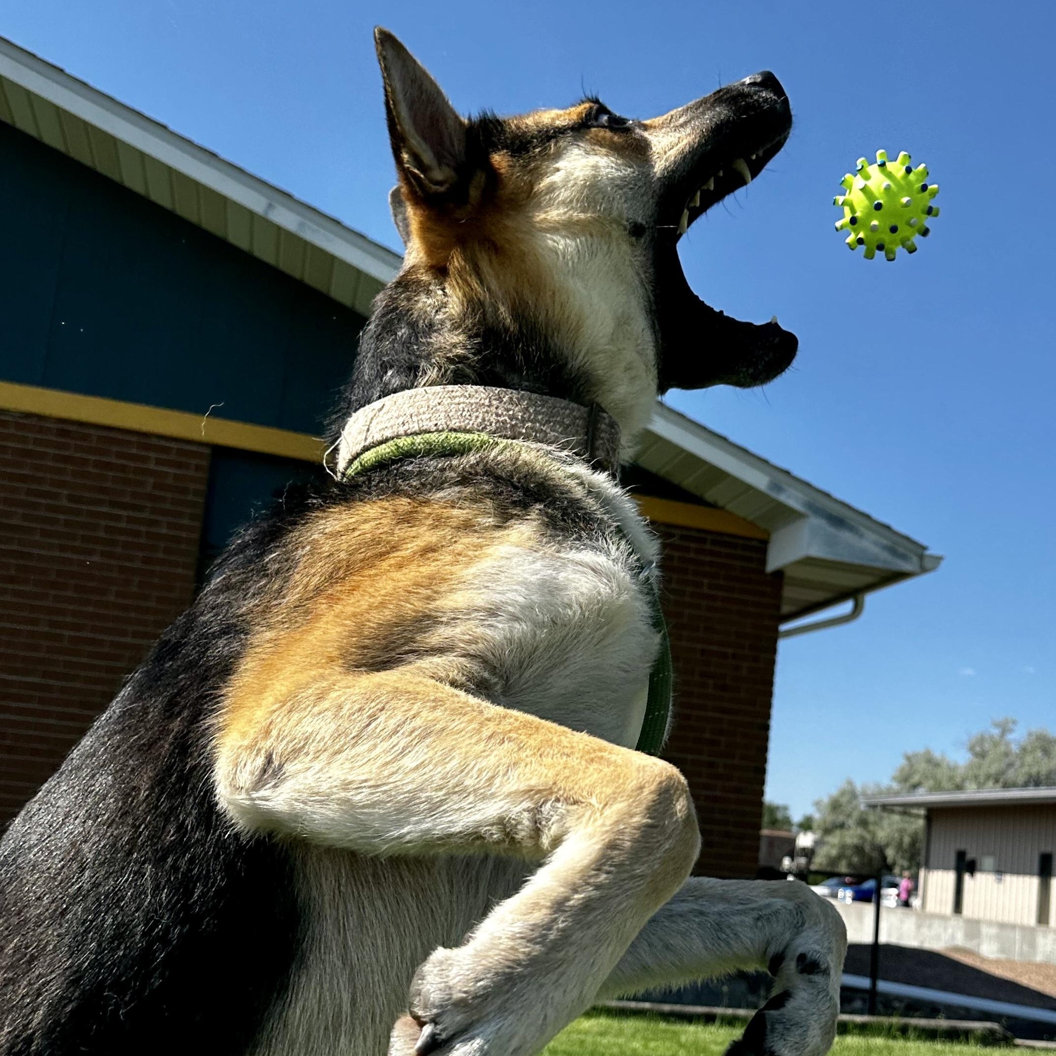 An agility champion, an adoptable Australian Kelpie, Shepherd in Carbondale, CO, 81623 | Photo Image 1