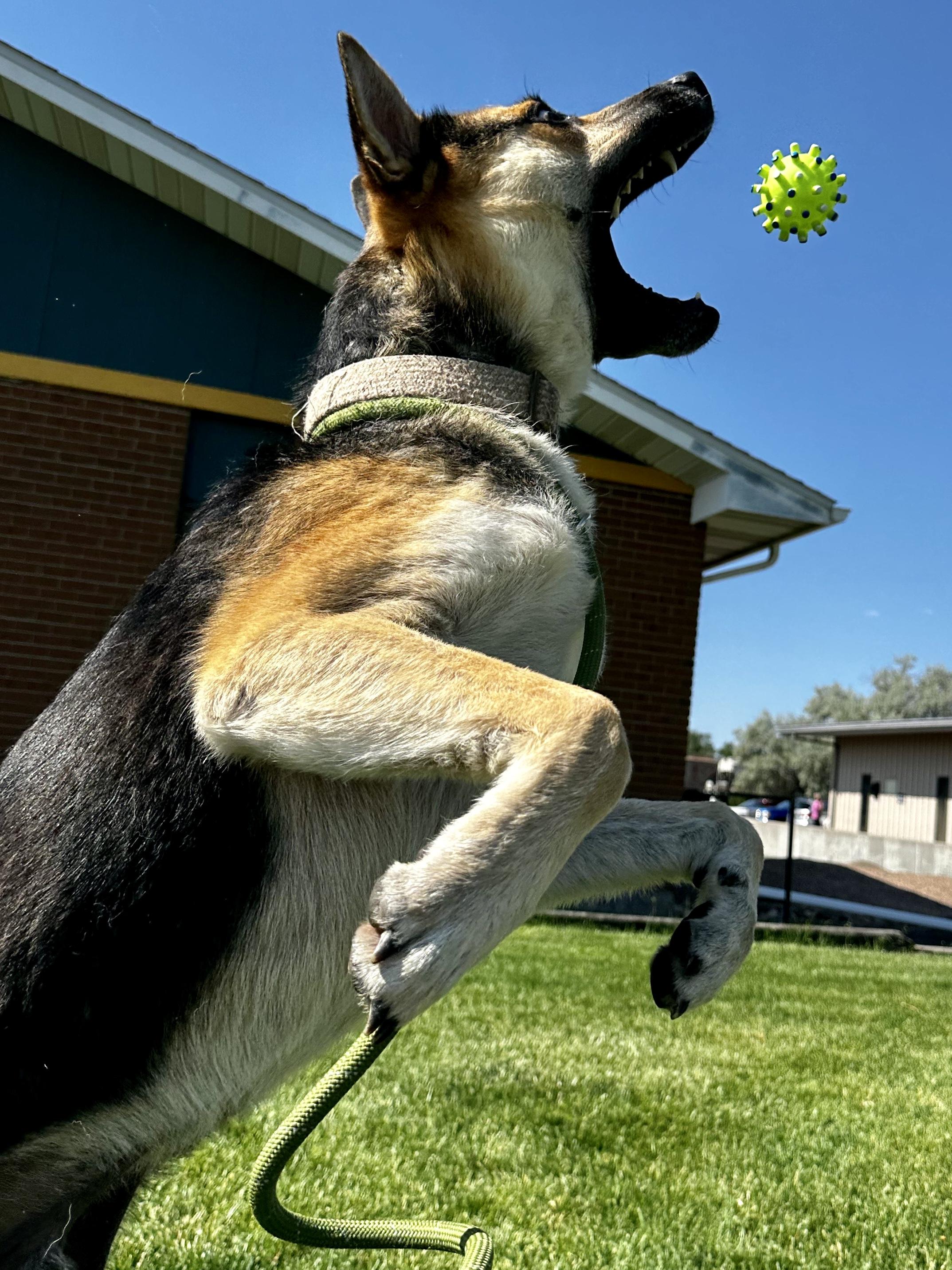 An agility champion, an adoptable Australian Kelpie, Shepherd in Carbondale, CO, 81623 | Photo Image 2