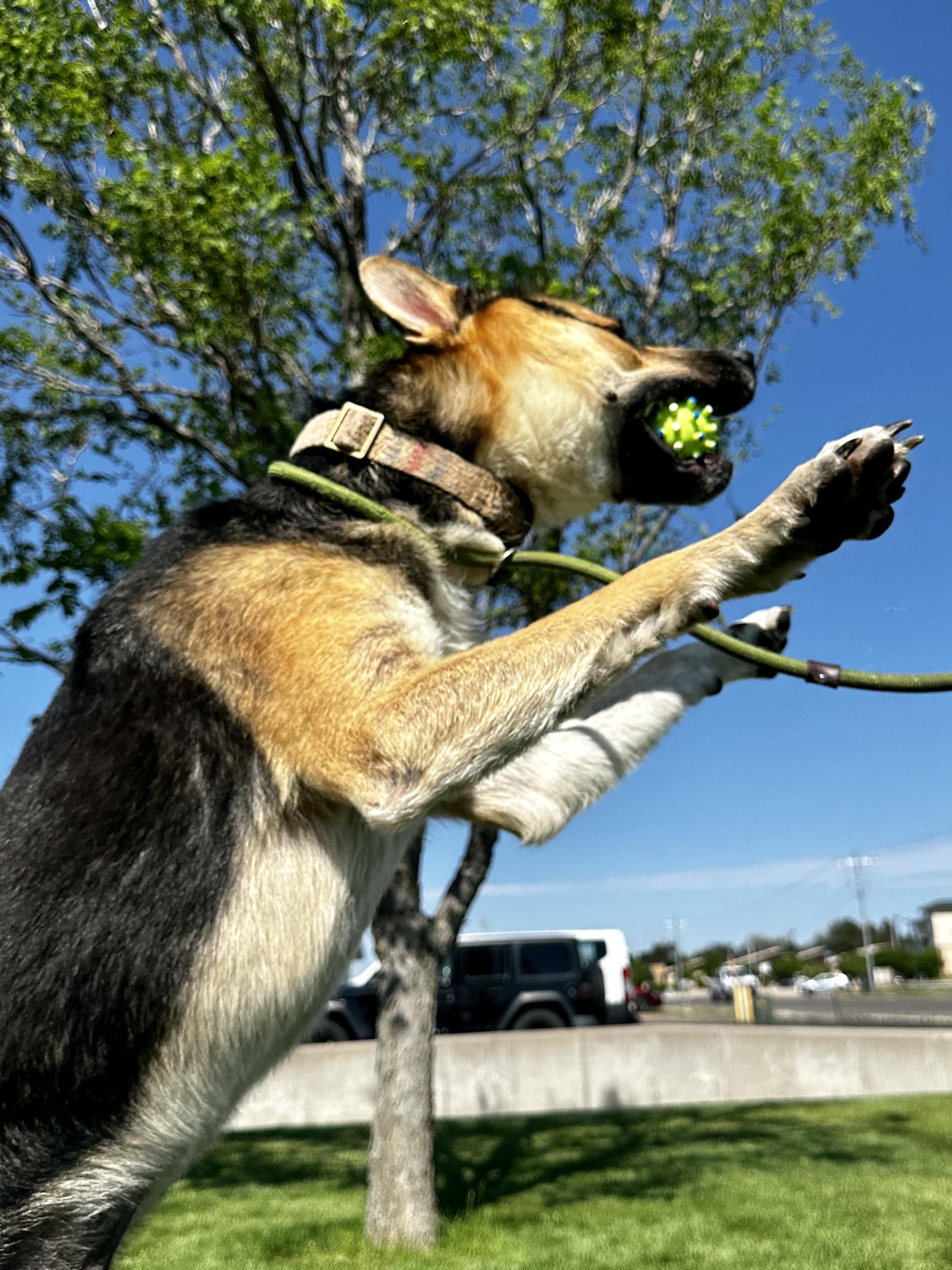 An agility champion, an adoptable Australian Kelpie, Shepherd in Carbondale, CO, 81623 | Photo Image 3