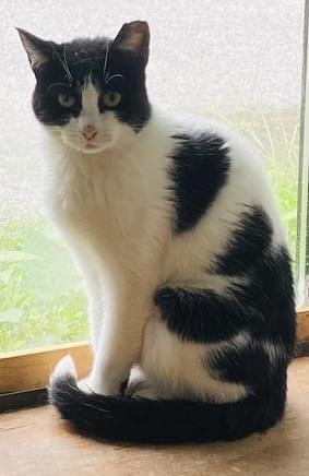 Kitty, Adoptable, Adult Female Domestic Short Hair.