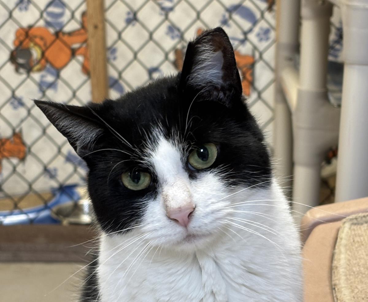 Kitty, a Adoptable mixed breed in Beacon, NY image 2/2