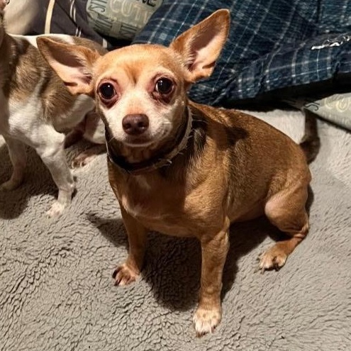 Rascal , Adoptable, Senior Male Chihuahua.
