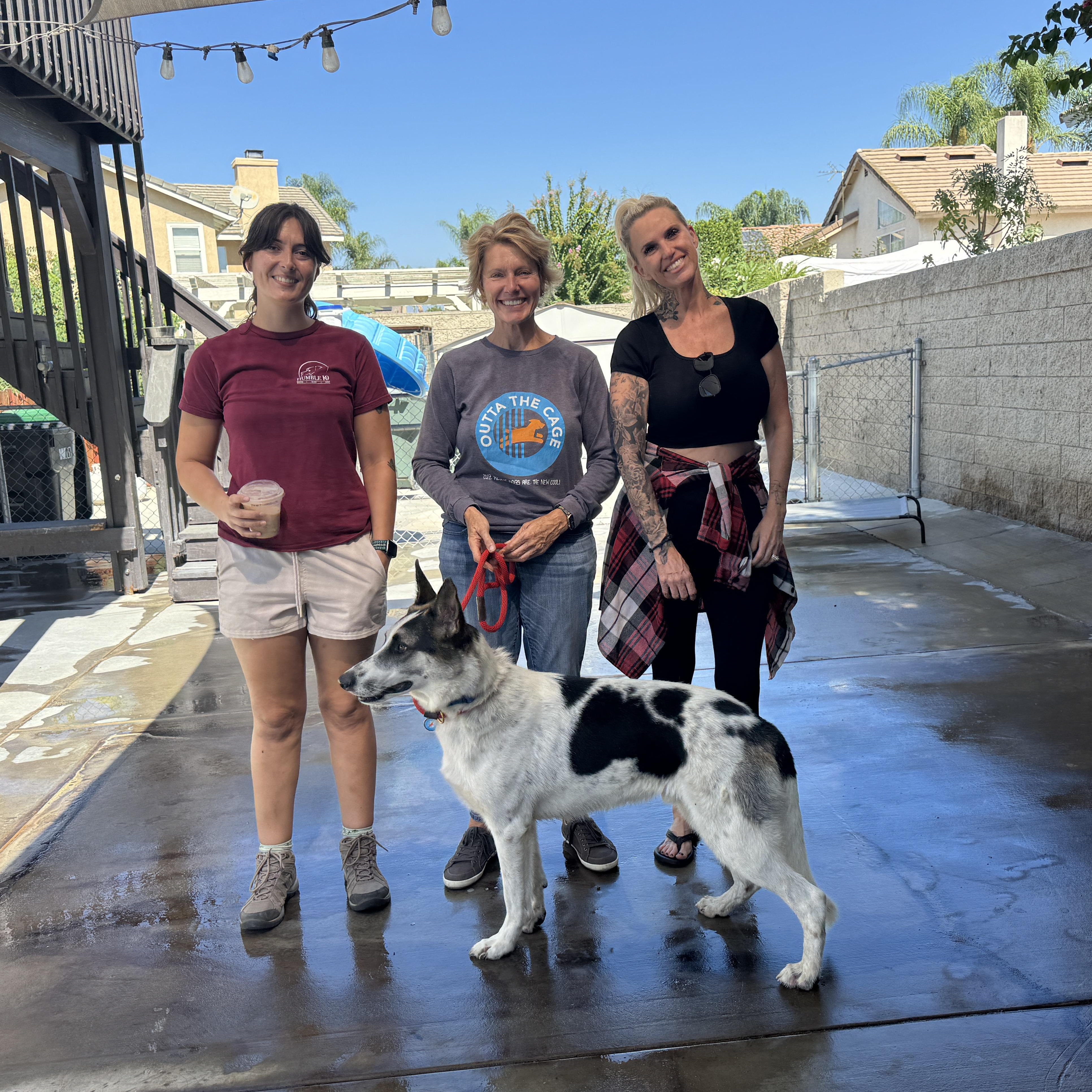 Enlarge Frisbee, a Adoptable German Shepherd Dog in Encino, CA image 3/5