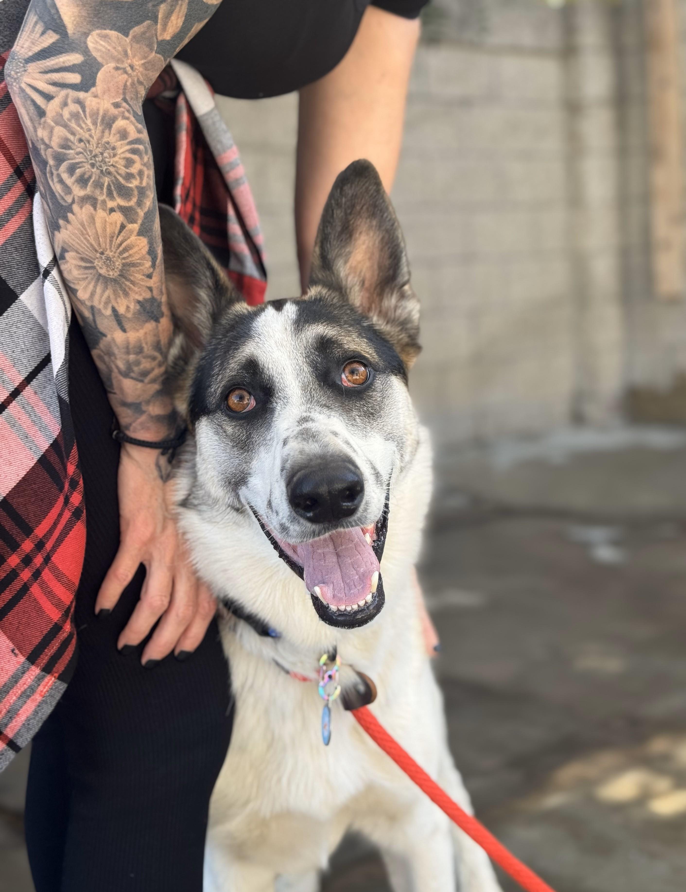 Enlarge Frisbee, a Adoptable German Shepherd Dog in Encino, CA image 1/5