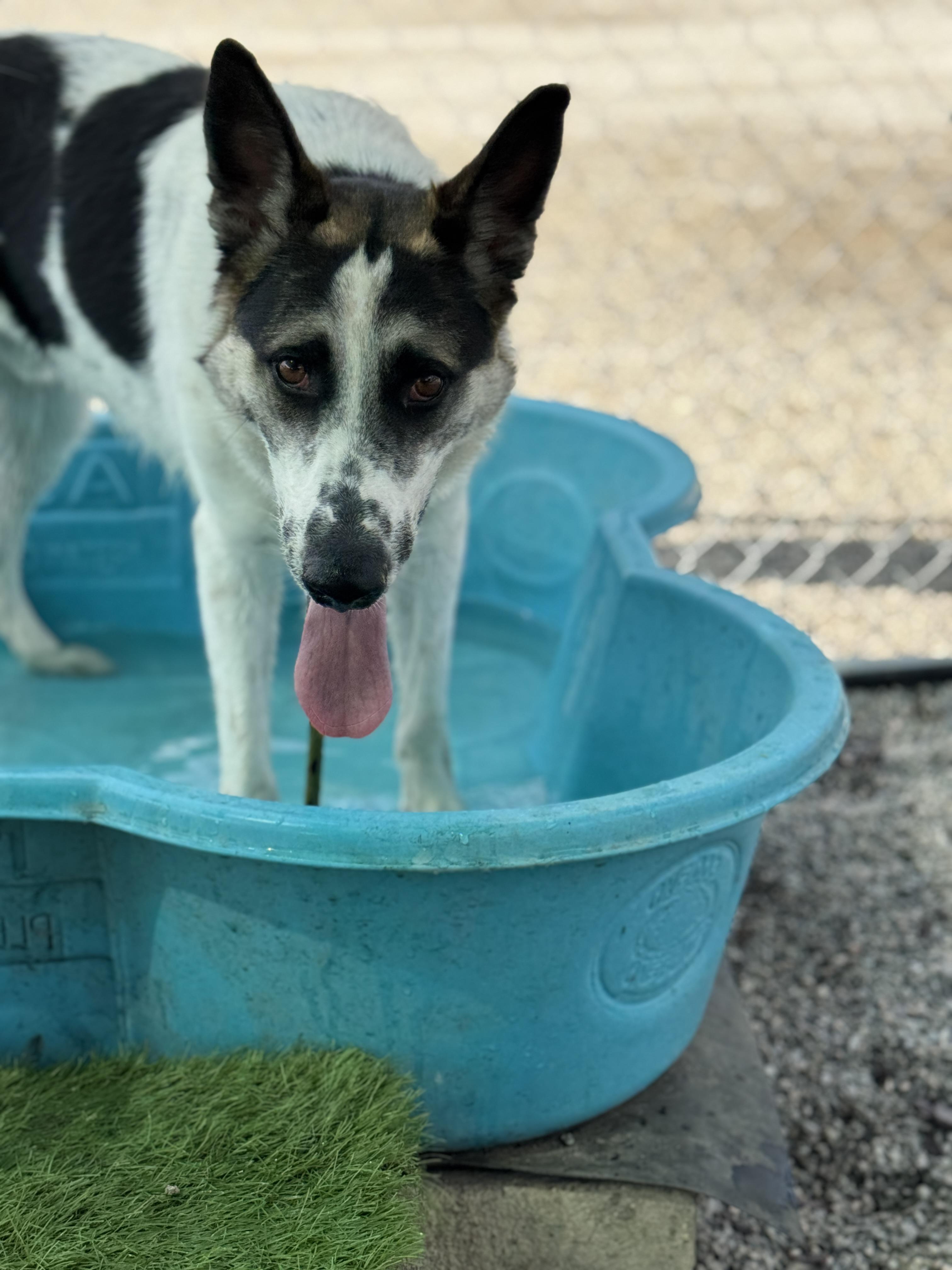 Enlarge Frisbee, a Adoptable German Shepherd Dog in Encino, CA image 4/5