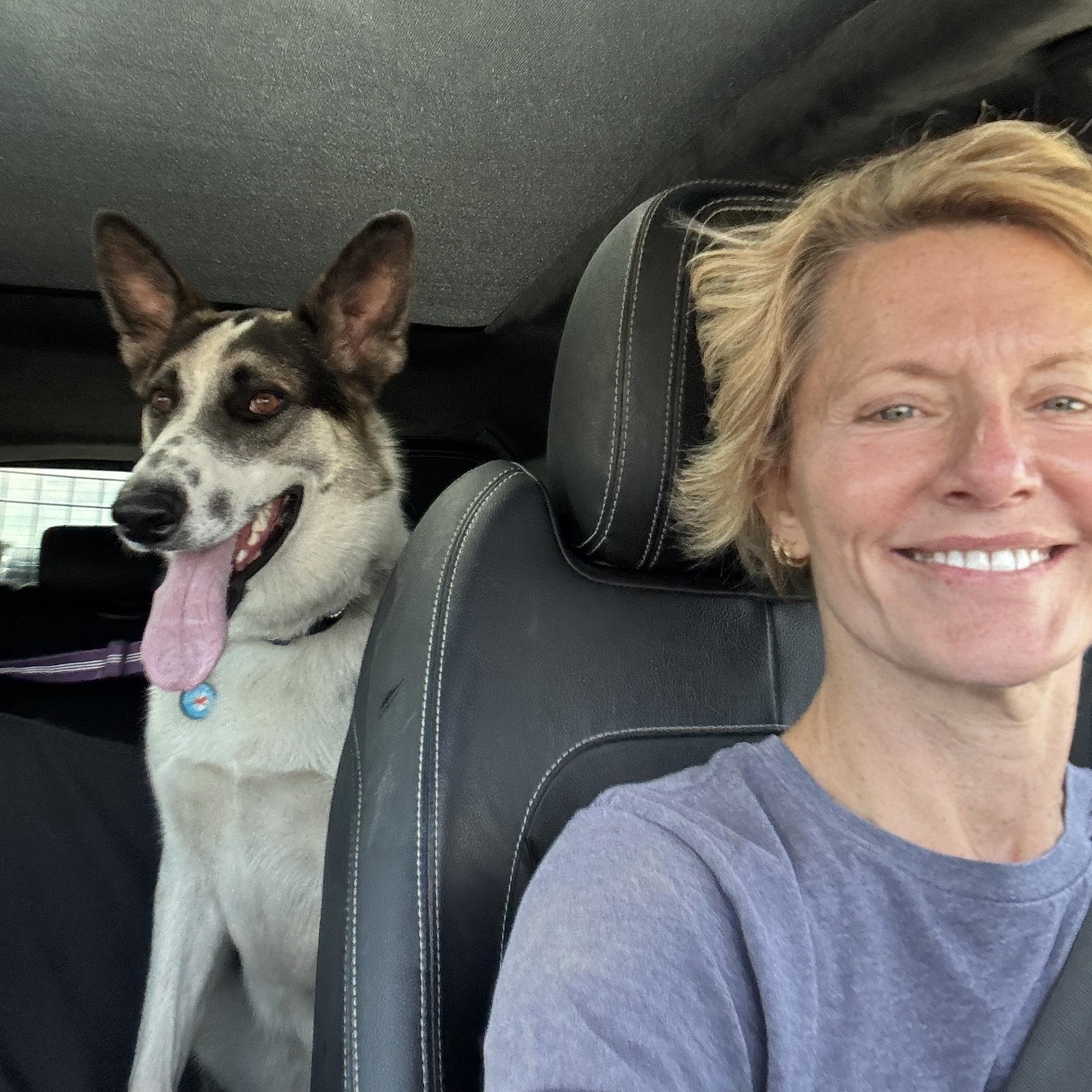 Enlarge Frisbee, a Adoptable German Shepherd Dog in Encino, CA image 5/5