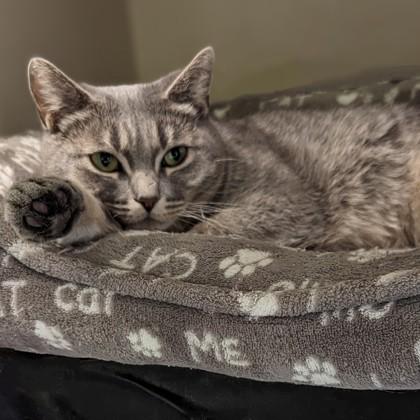 Enlarge Diamond, a Adoptable Domestic Short Hair in Erin, ON image 1/2