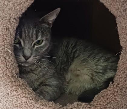 Enlarge Diamond, a Adoptable Domestic Short Hair in Erin, ON image 2/2