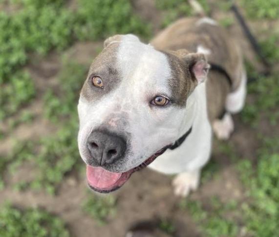 URSULA, Adoptable, Adult Female Boxer & Mixed Breed.