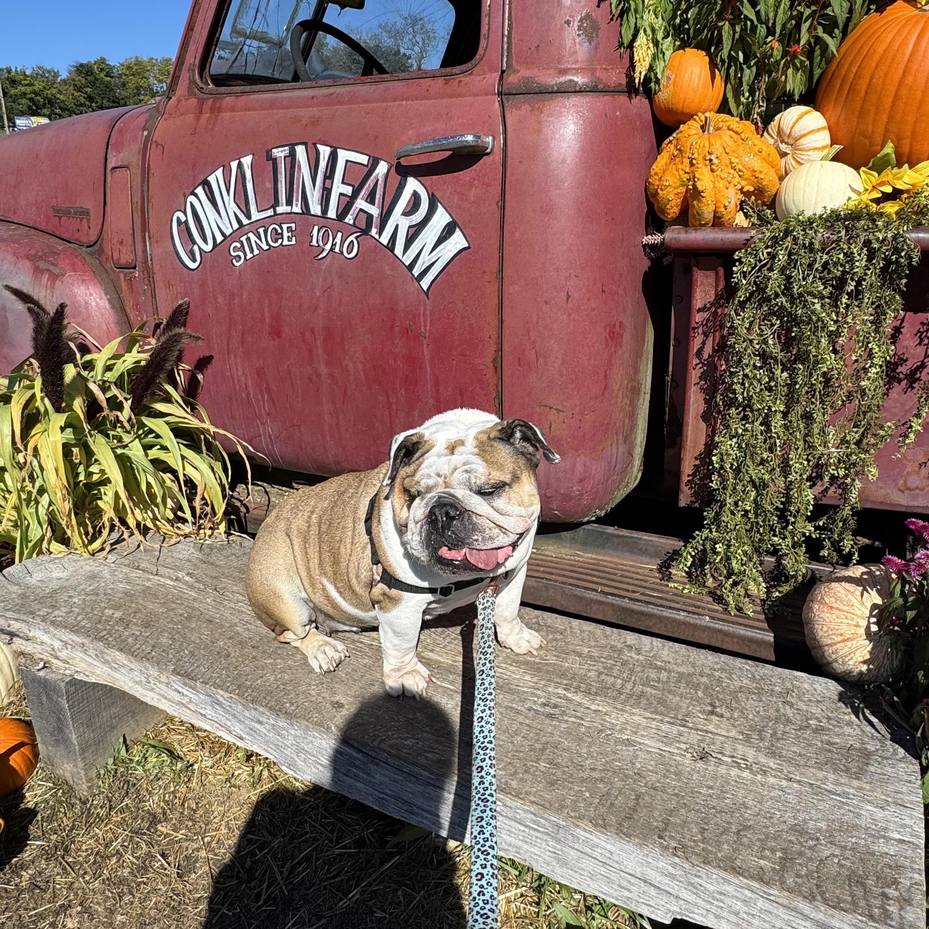 Enlarge Daisy Duke, a Adoptable English Bulldog in Montville, NJ image 3/5