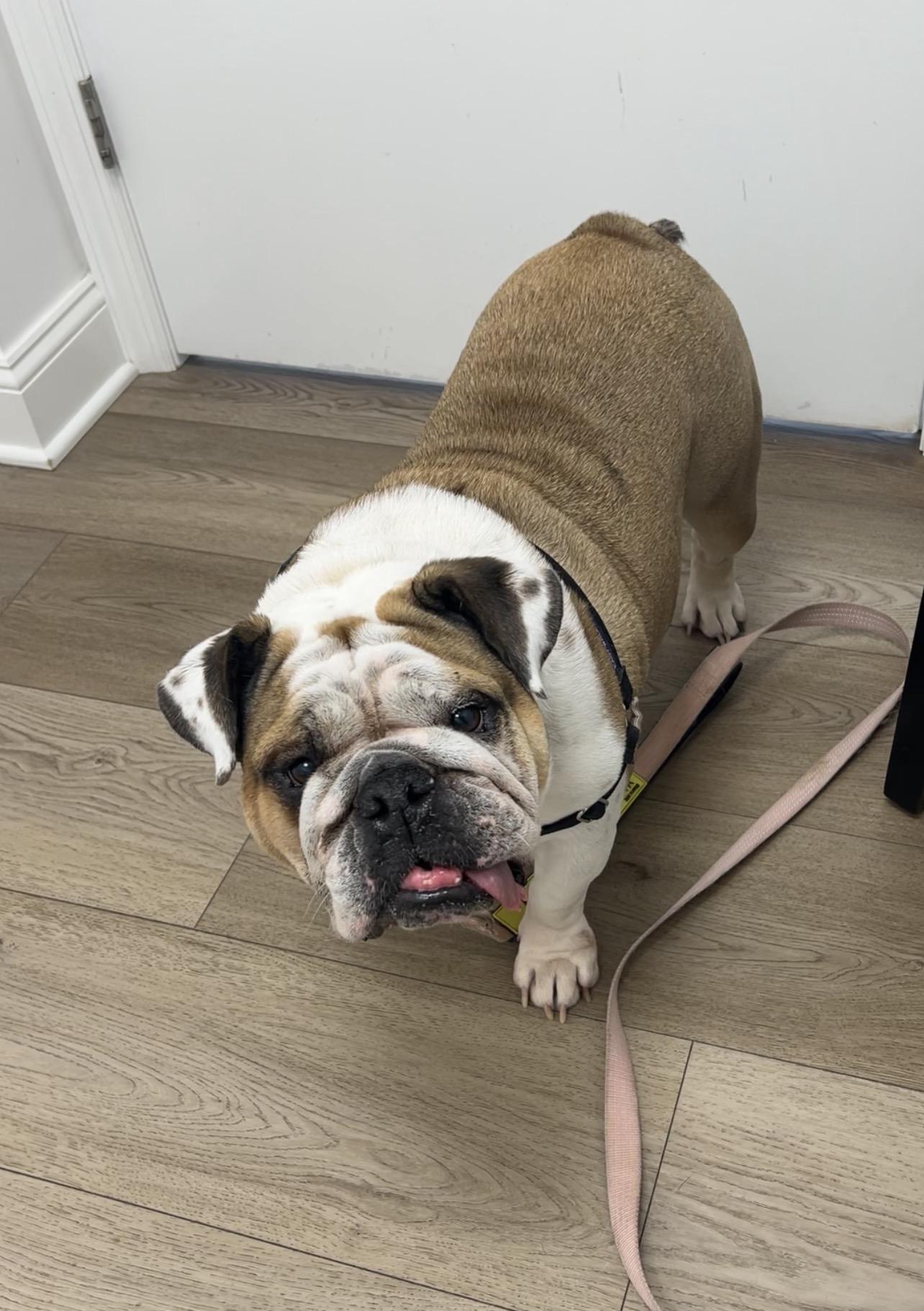 Enlarge Daisy Duke, a Adoptable English Bulldog in Montville, NJ image 4/5