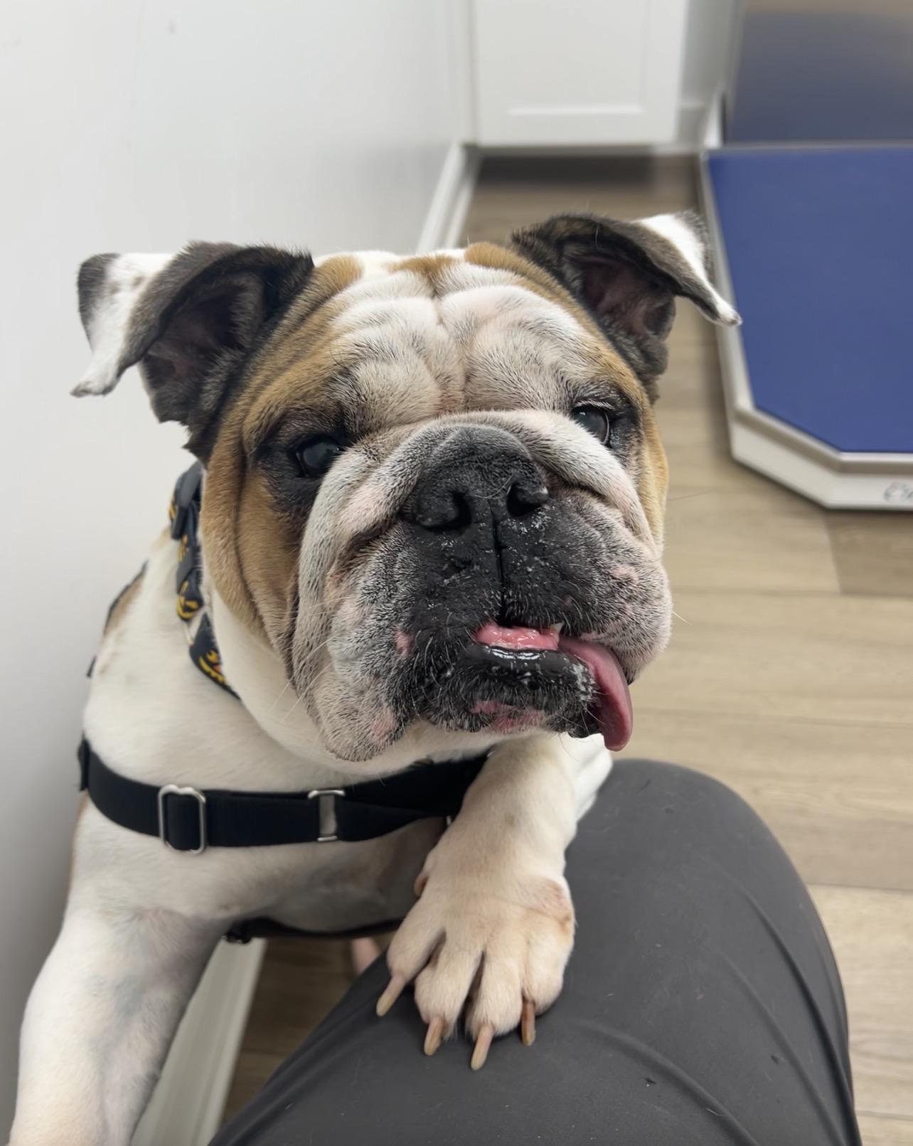 Daisy Duke, Adoptable, Adult Female English Bulldog.