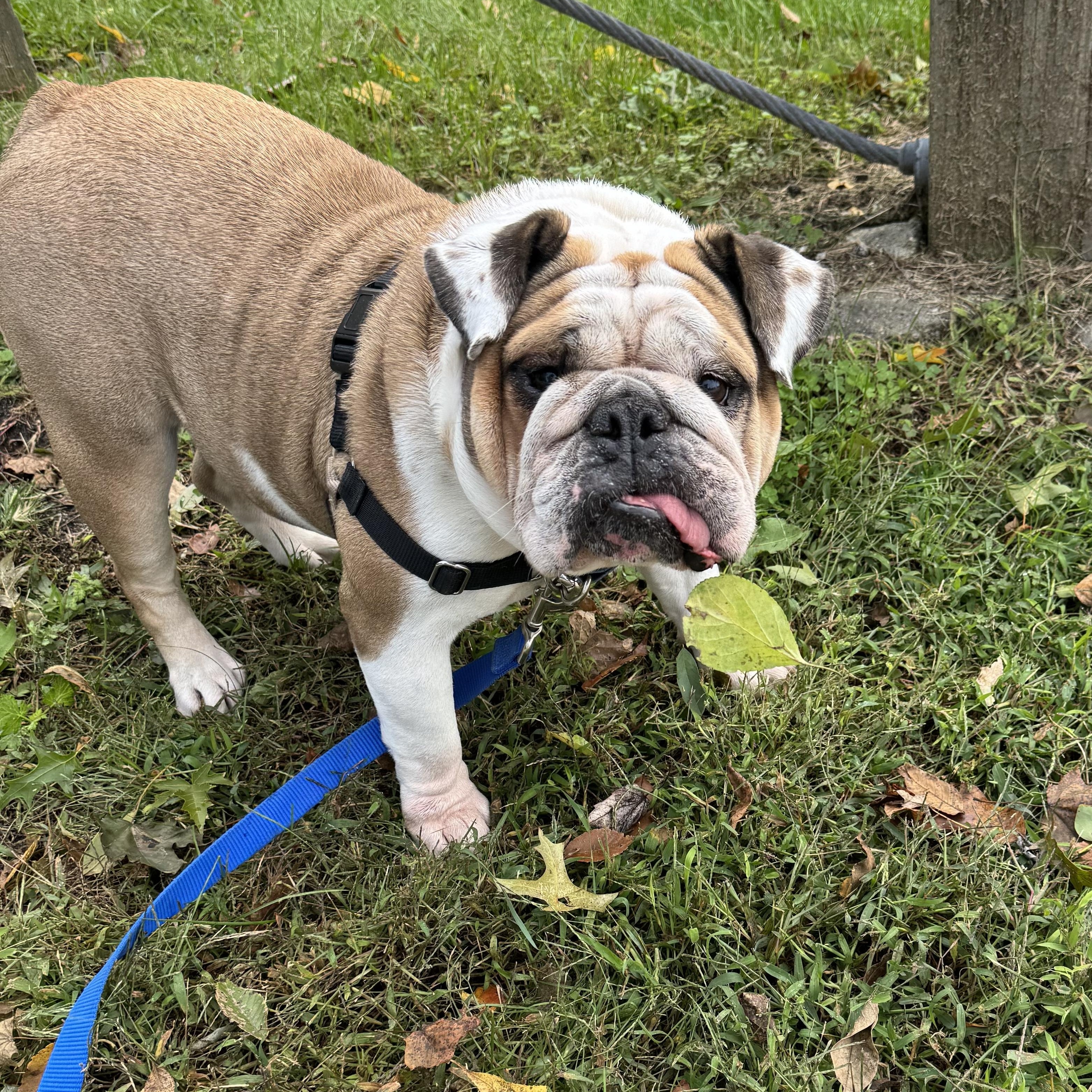 Enlarge Daisy Duke, a Adoptable English Bulldog in Montville, NJ image 5/5