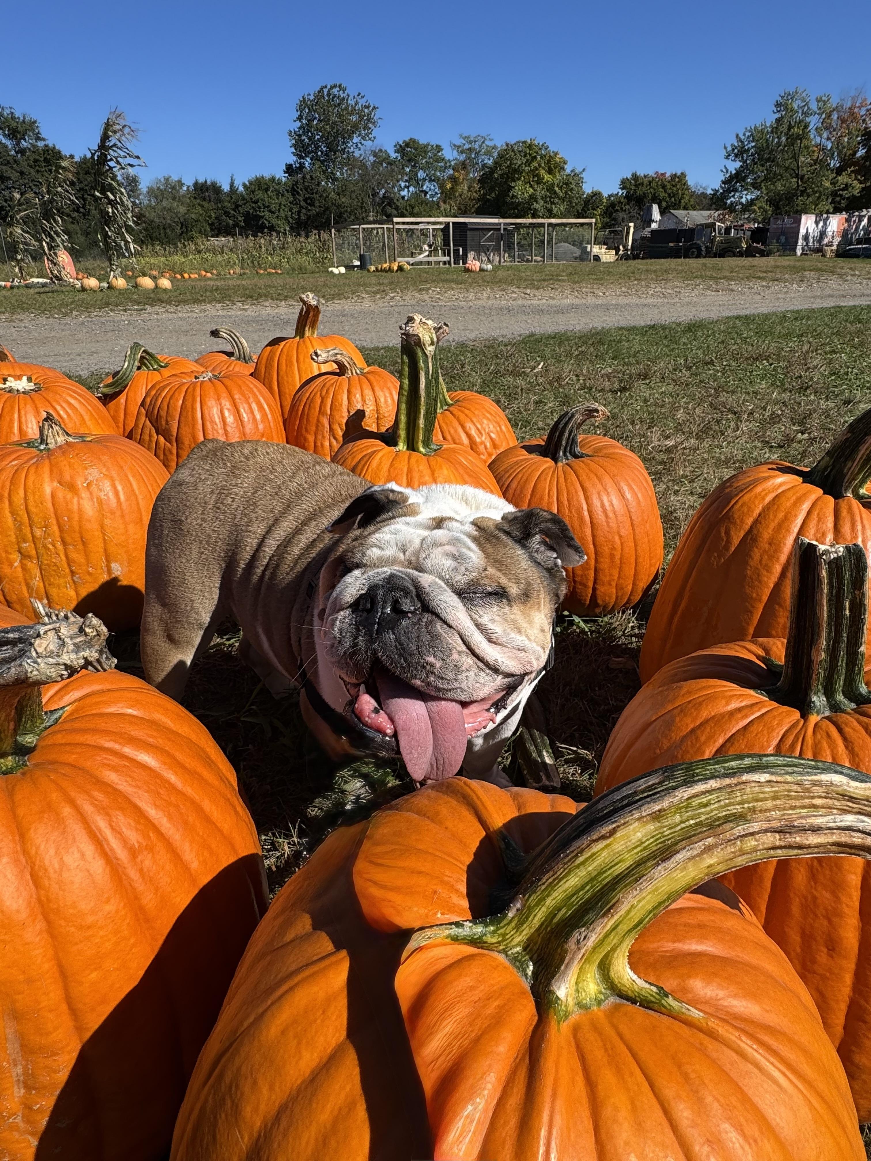 Enlarge Daisy Duke, a Adoptable English Bulldog in Montville, NJ image 2/5