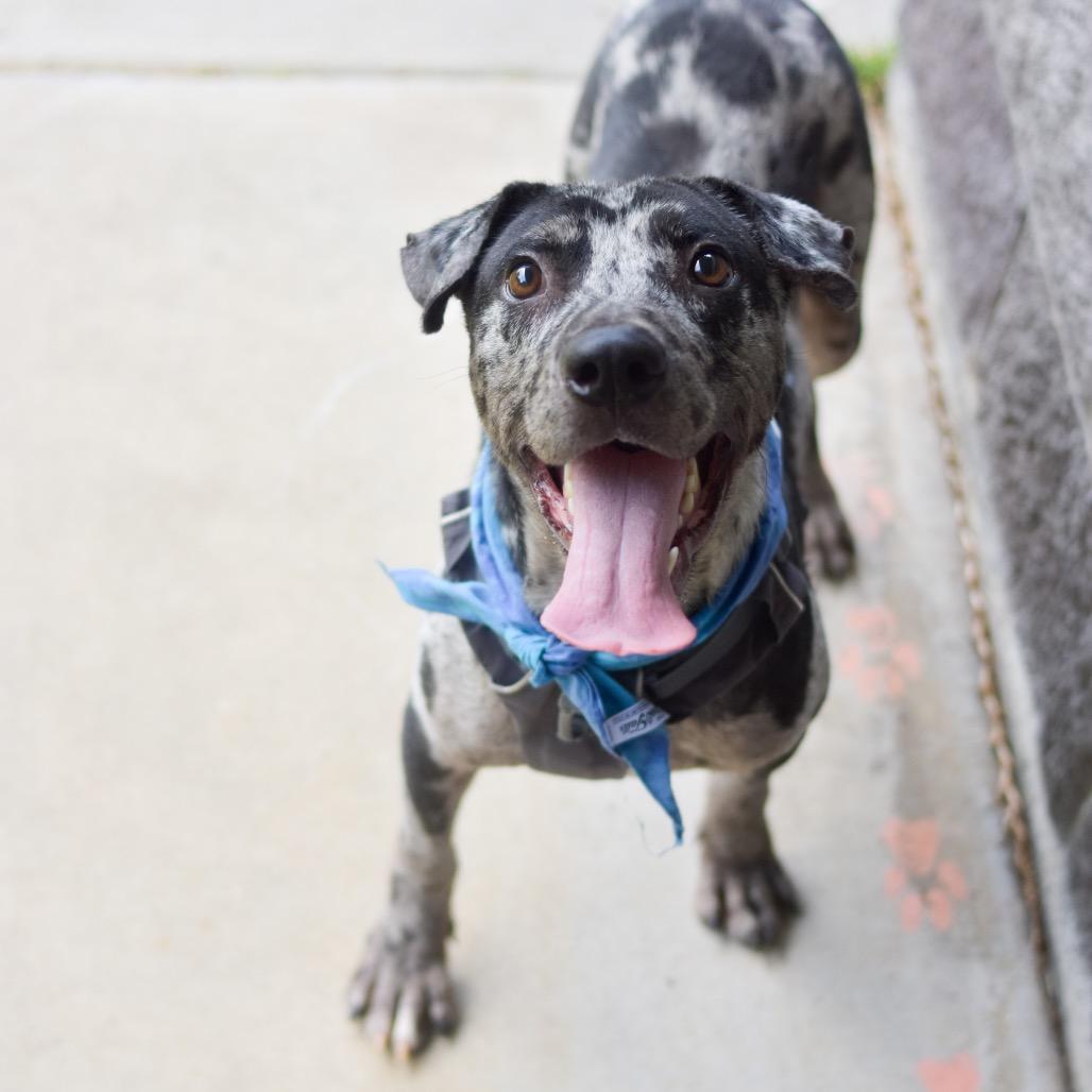 E.T., Adoptable, Adult Male Mixed Breed.