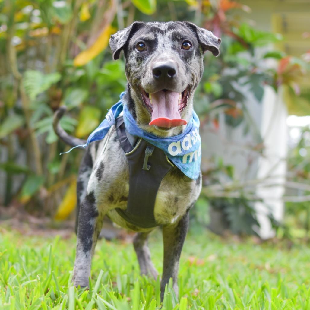 E.T., a Adoptable Mixed Breed in Kailua Kona, HI image 2/5