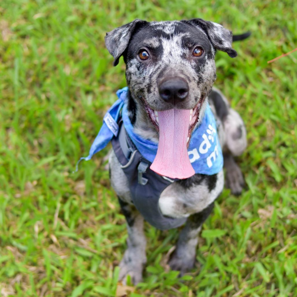 E.T., a Adoptable Mixed Breed in Kailua Kona, HI image 3/5
