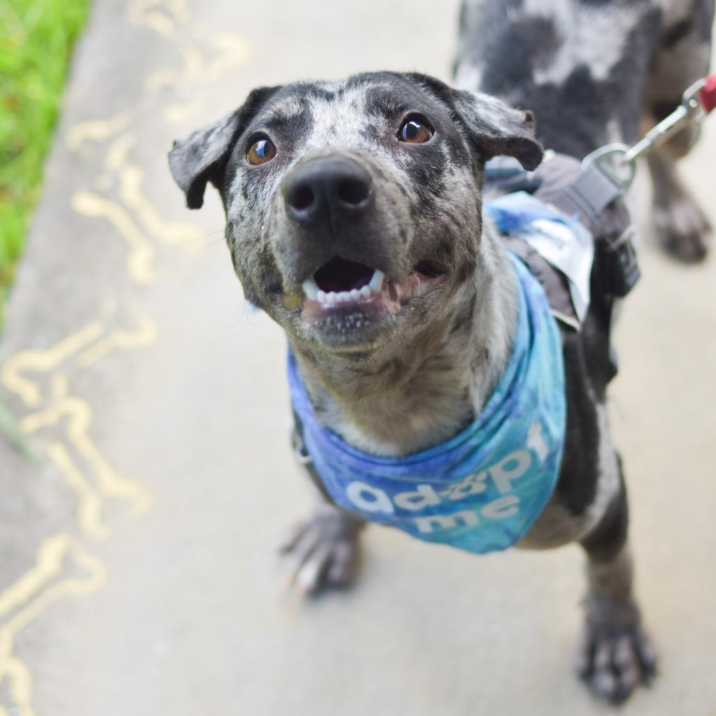 E.T., a Adoptable Mixed Breed in Kailua Kona, HI image 4/5