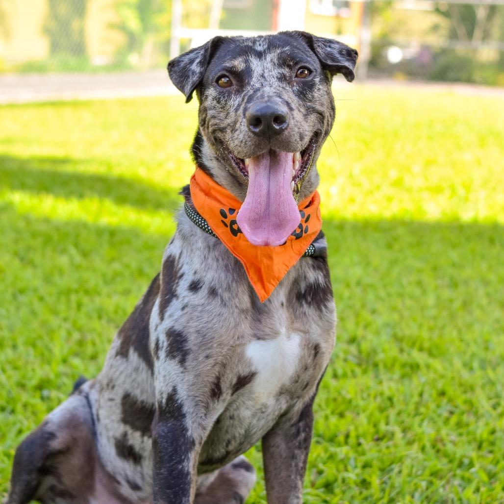 Enlarge E.T., a Adoptable Mixed Breed in Kailua Kona, HI image 5/6