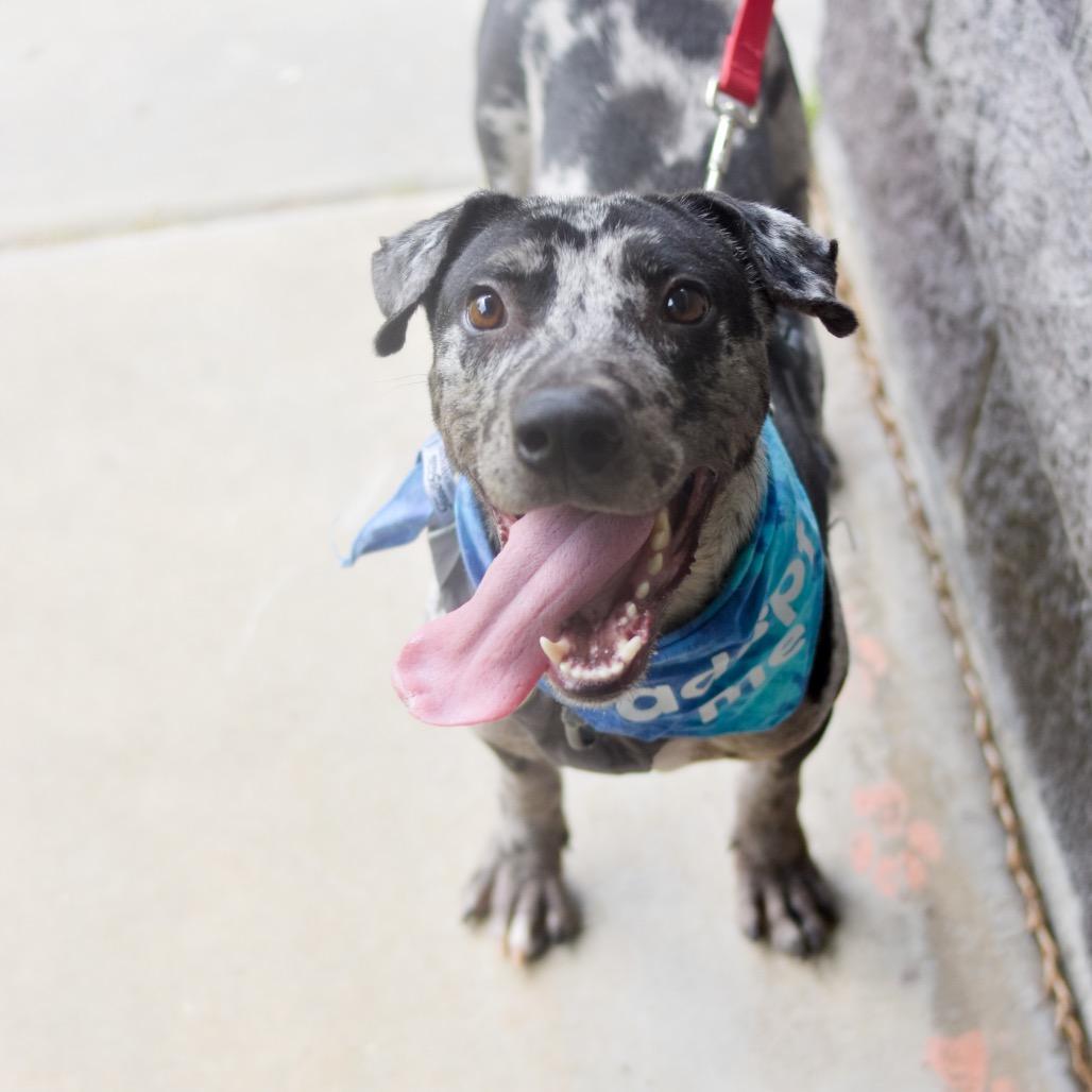 E.T., a Adoptable Mixed Breed in Kailua Kona, HI image 5/5