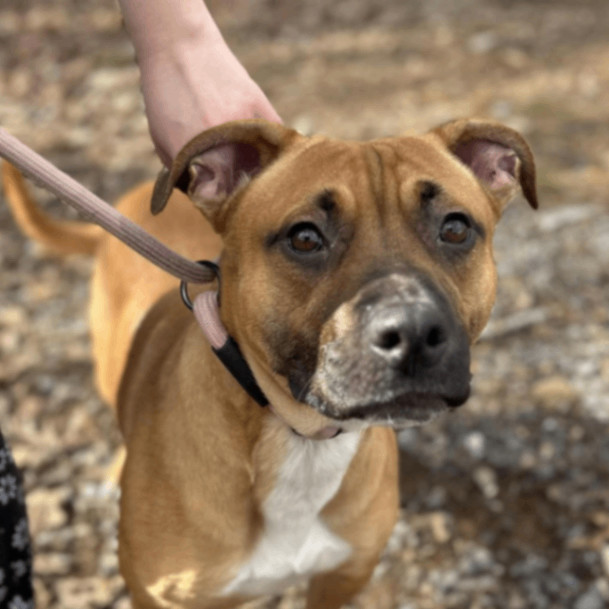 Clementine, a Adopted mixed breed in Lyndhurst, VA image 1/6