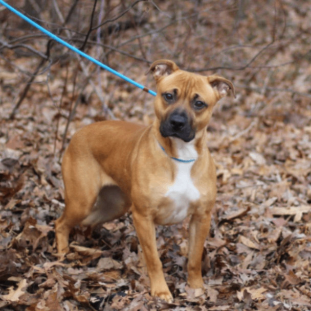 Clementine, a Adopted mixed breed in Lyndhurst, VA image 2/6