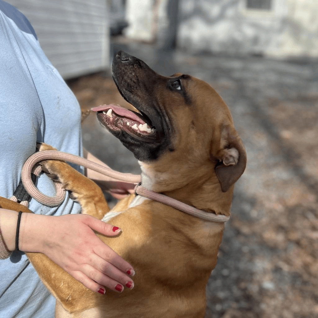 Clementine, Adopted, Adult Female Pit Bull Terrier & American Staffordshire Terrier.