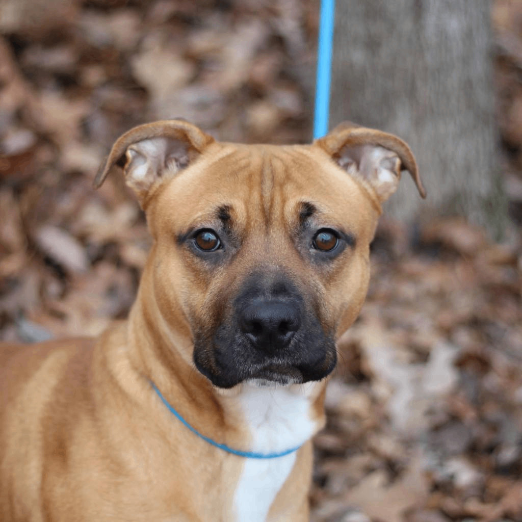 Clementine, a Adopted mixed breed in Lyndhurst, VA image 5/6