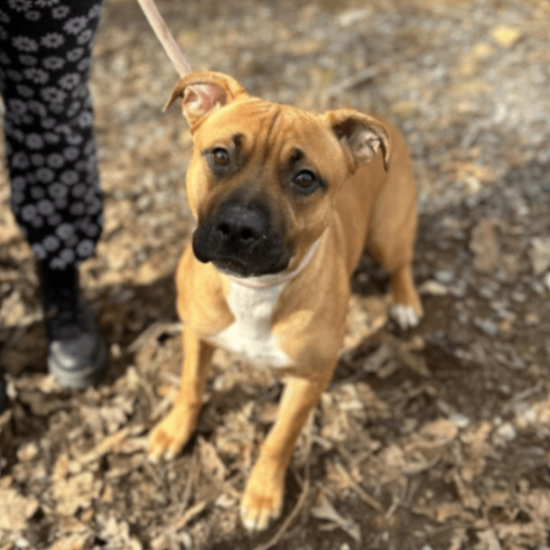 Clementine, a Adopted mixed breed in Lyndhurst, VA image 6/6