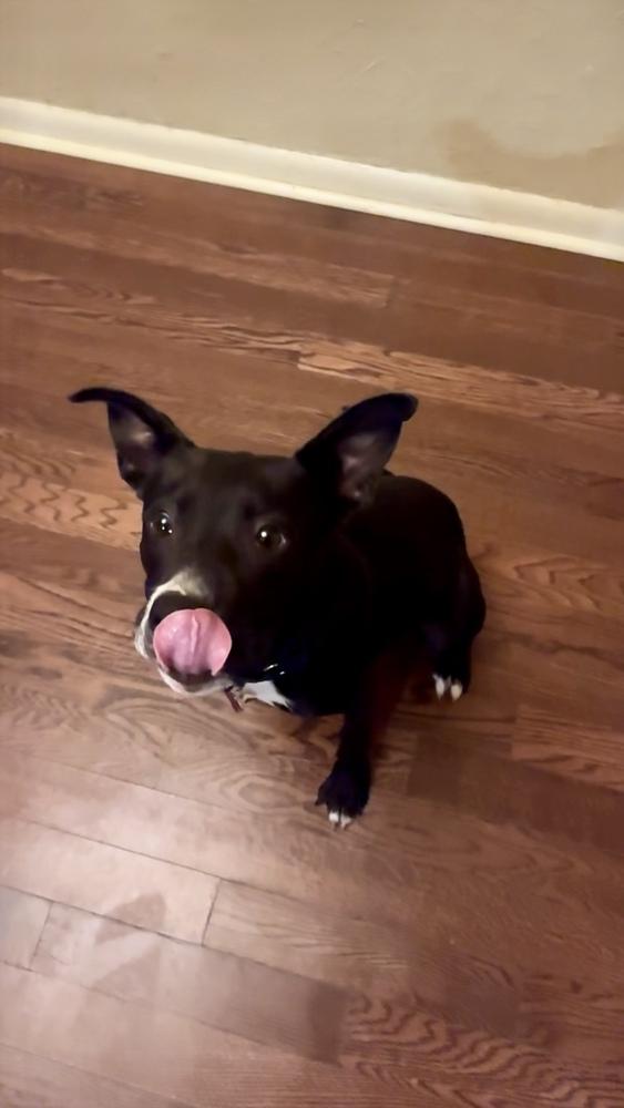 Enlarge Lexley, a Adoptable mixed breed in Boston, MA image 1/6