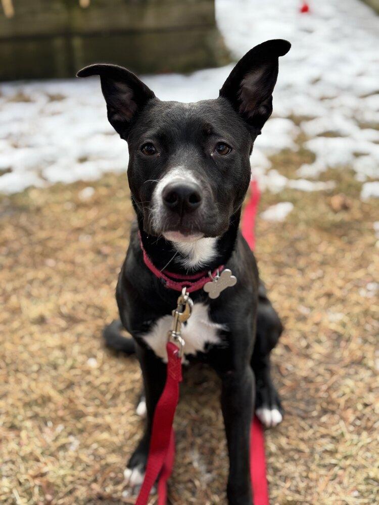 Enlarge Lexley, a Adoptable mixed breed in Boston, MA image 2/6