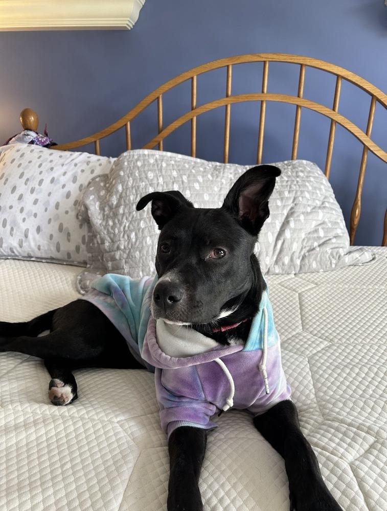 Enlarge Lexley, a Adoptable mixed breed in Boston, MA image 2/6