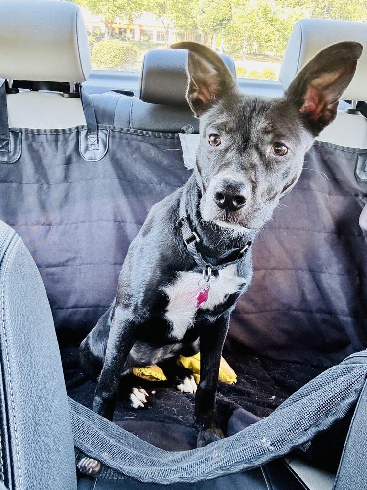 Enlarge Lexley, a Adoptable mixed breed in Boston, MA image 3/6