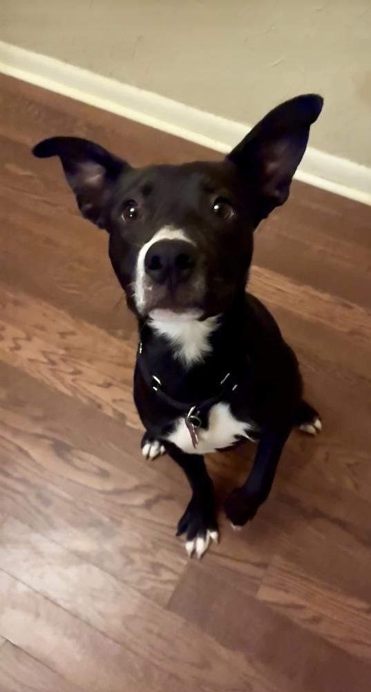 Enlarge Lexley, a Adoptable mixed breed in Boston, MA image 5/6